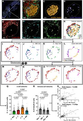 Network approach reveals preferential T-cell and macrophage association with α-linked β-cells in early stage of insulitis in NOD mice